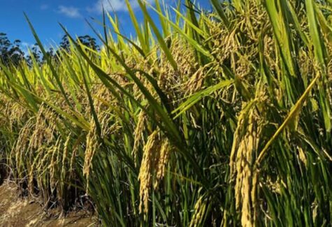 Inseticida para tratamento de sementes recebe registro para o controle da lagarta-do-cartucho no arroz