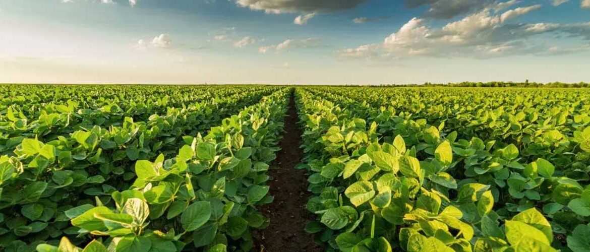 BASF adquire empresa de controle biológico de pragas AgBiTech