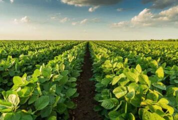 BASF adquire empresa de controle biológico de pragas AgBiTech