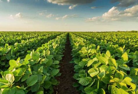 BASF adquire empresa de controle biológico de pragas AgBiTech