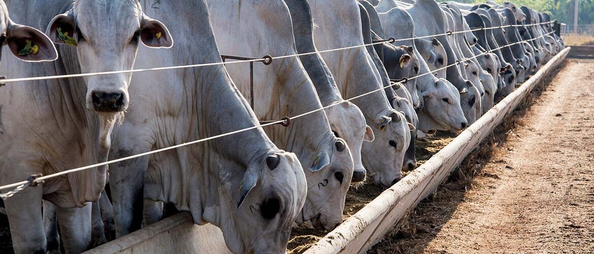 Levantamento aponta crescimento do confinamento no Brasil e reforça a modernização da pecuária de corte