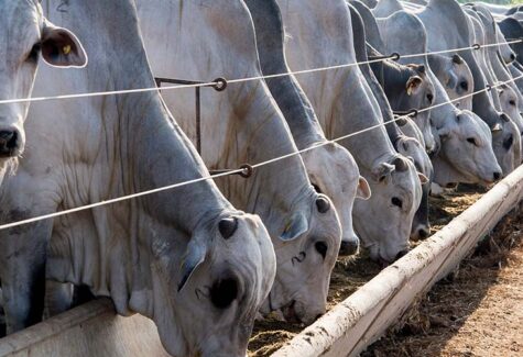 Levantamento aponta crescimento do confinamento no Brasil e reforça a modernização da pecuária de corte