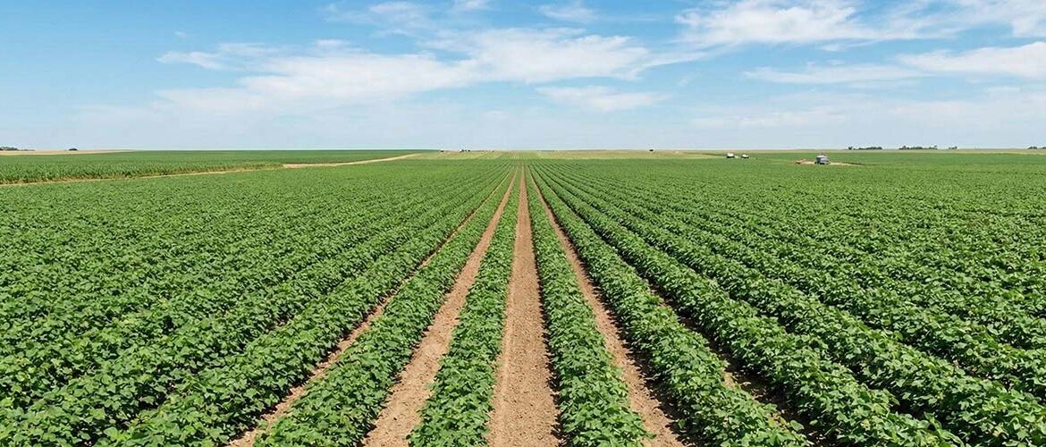 Em busca de eficiência aliada a seletividade, foi desenvolvida herbicida para a cultura do algodão