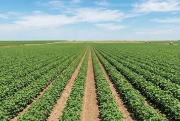 Em busca de eficiência aliada a seletividade, foi desenvolvida herbicida para a cultura do algodão