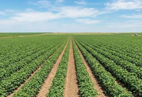 Em busca de eficiência aliada a seletividade, foi desenvolvida herbicida para a cultura do algodão