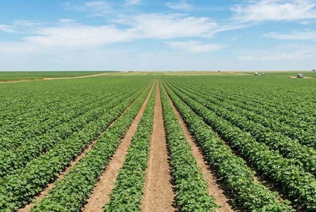 Em busca de eficiência aliada a seletividade, foi desenvolvida herbicida para a cultura do algodão