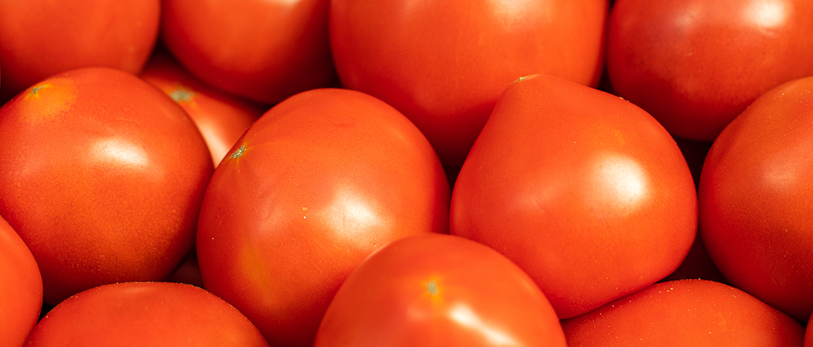 Mecanização impulsiona produção de tomate no Brasil e fortalece competitividade