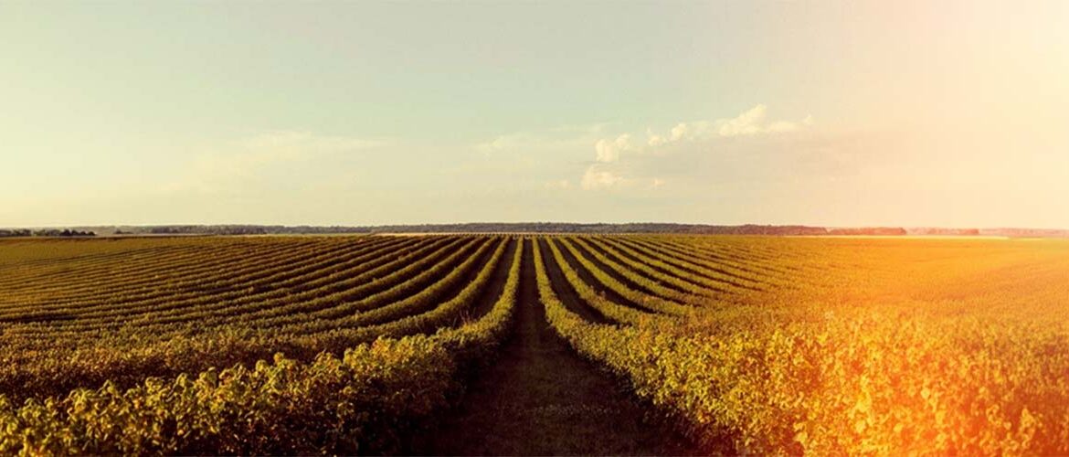 Planejamento agronômico e manejo estruturado contribuem para alta performance em regiões de fronteira agrícola