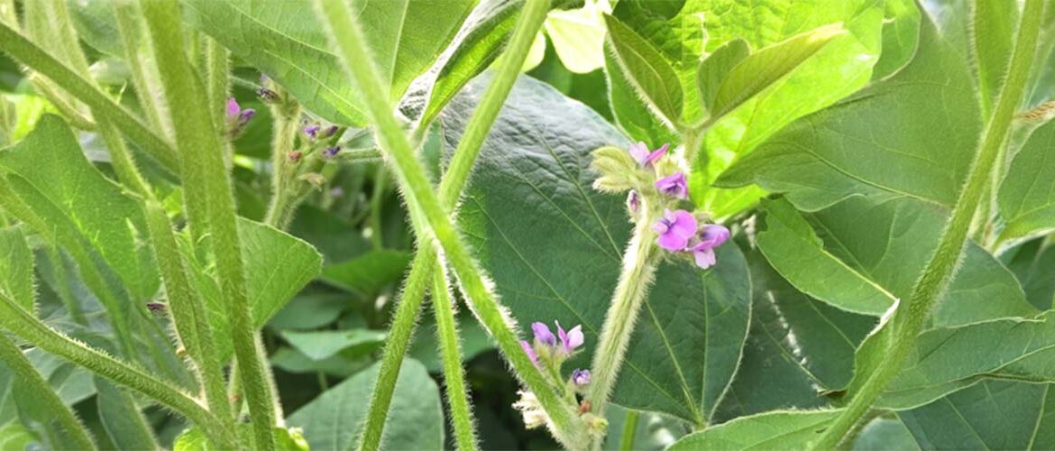 Lançadas soluções para blindar a produtividade de grãos em climas adversos