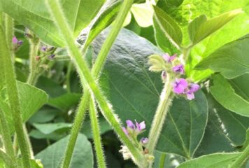 Lançadas soluções para blindar a produtividade de grãos em climas adversos