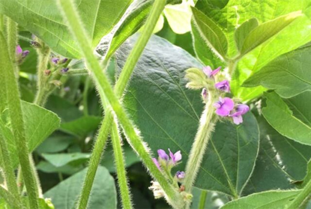 Lançadas soluções para blindar a produtividade de grãos em climas adversos