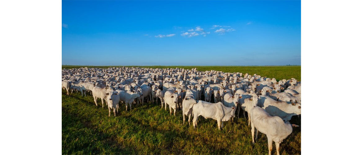 Cargill amplia participação no mercado de nutrição animal e lança solução para sistemas integrados de produção