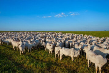 Cargill amplia participação no mercado de nutrição animal e lança solução para sistemas integrados de produção