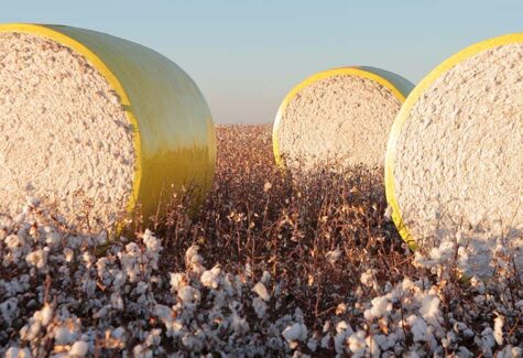Do algodão ao jeans: a ponte entre o campo e a moda