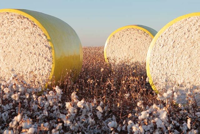 Do algodão ao jeans: a ponte entre o campo e a moda