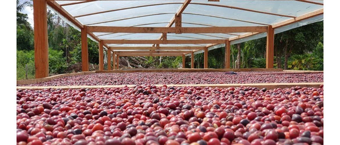 Café robusta ganha espaço com previsão de 22,1 milhões de sacas este ano