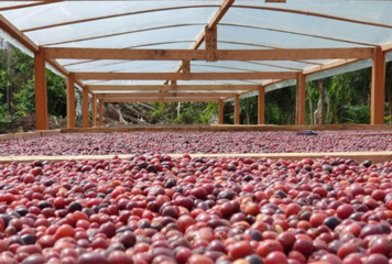 Café robusta ganha espaço com previsão de 22,1 milhões de sacas este ano