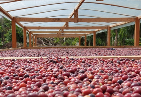 Café robusta ganha espaço com previsão de 22,1 milhões de sacas este ano