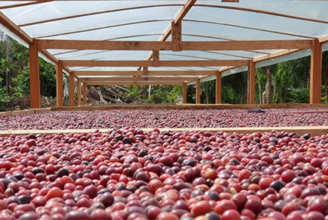 Café robusta ganha espaço com previsão de 22,1 milhões de sacas este ano