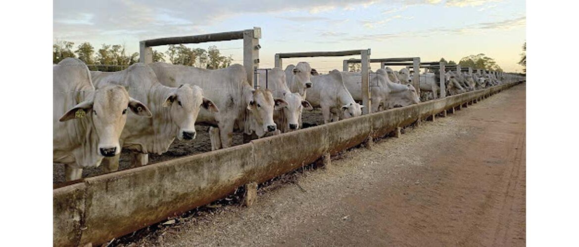 Benchmarking Confinamento Probeef: uma década e mais de 11 mil cabeças computadas