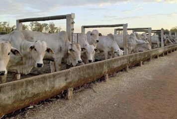 Benchmarking Confinamento Probeef: uma década e mais de 11 mil cabeças computadas