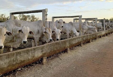 Benchmarking Confinamento Probeef: uma década e mais de 11 mil cabeças computadas