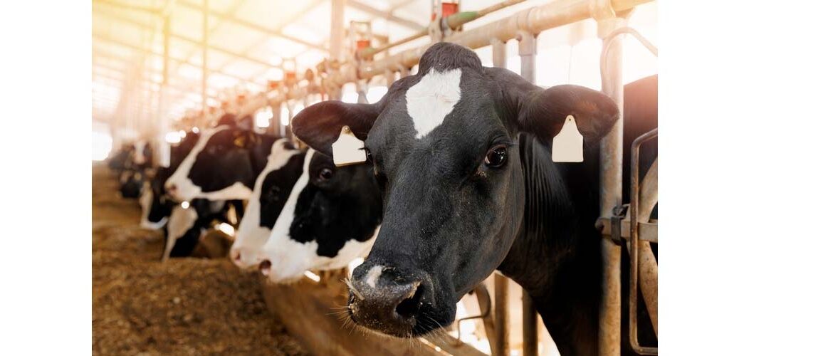 O uso da água na nutrição animal vai além do consumo direto