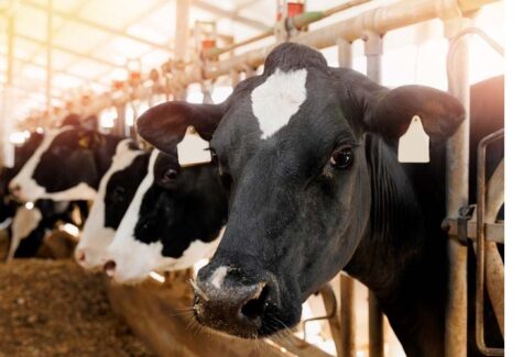 O uso da água na nutrição animal vai além do consumo direto