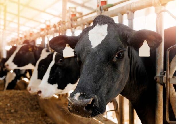 O uso da água na nutrição animal vai além do consumo direto