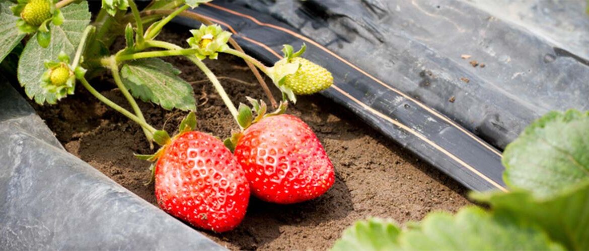 Especialista analisa como irregularidade do clima afeta produção de hortifrútis