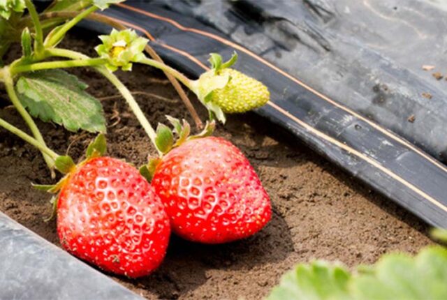 Especialista analisa como irregularidade do clima afeta produção de hortifrútis