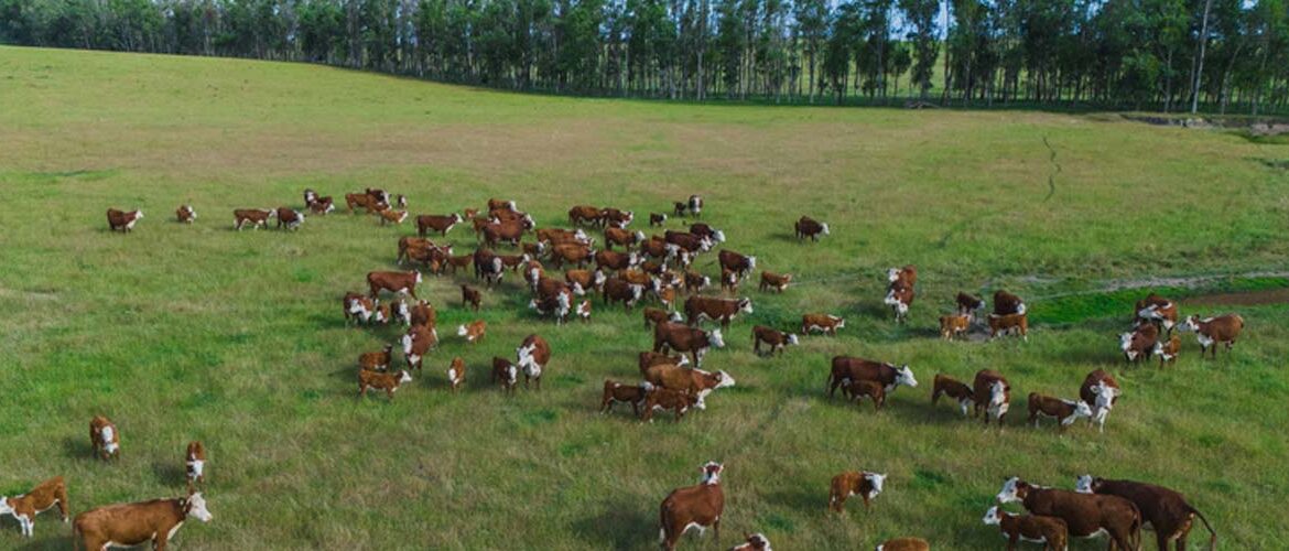 Artigo: Bem-estar animal é caminho para a produtividade e competitividade