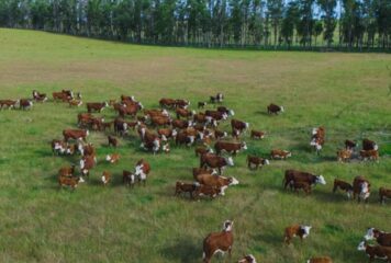 Artigo: Bem-estar animal é caminho para a produtividade e competitividade
