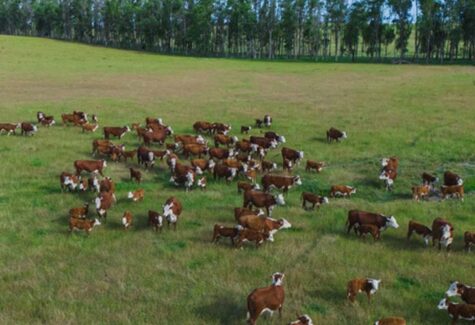 Artigo: Bem-estar animal é caminho para a produtividade e competitividade