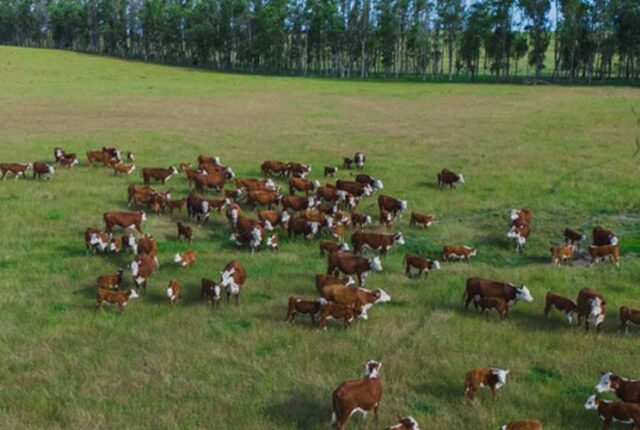 Artigo: Bem-estar animal é caminho para a produtividade e competitividade