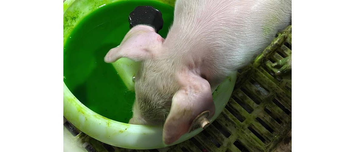 Vacinação via gel otimiza tempo de manejo nas granjas e reforça a saúde animal 