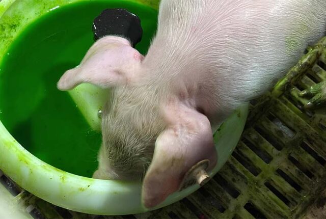 Vacinação via gel otimiza tempo de manejo nas granjas e reforça a saúde animal